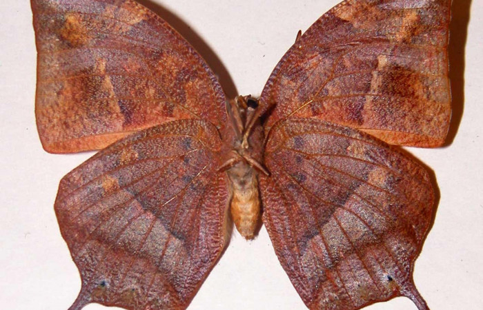 Figura 4. Adulto <i>Fountainea confusa</i></i> (Nymphalidae). Vista ventral, envergadura alar hembra 54 mm de longitud. Voucher: 98-SRNP-7545-DHJ33761.