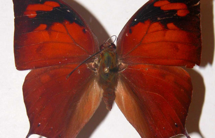 Figura 1. Adulto <i>Fountainea confusa</i></i> (Nymphalidae). Vista dorsal, envergadura alar macho 53 mm de longitud. Voucher: 98-SRNP-7914-DHJ33762.