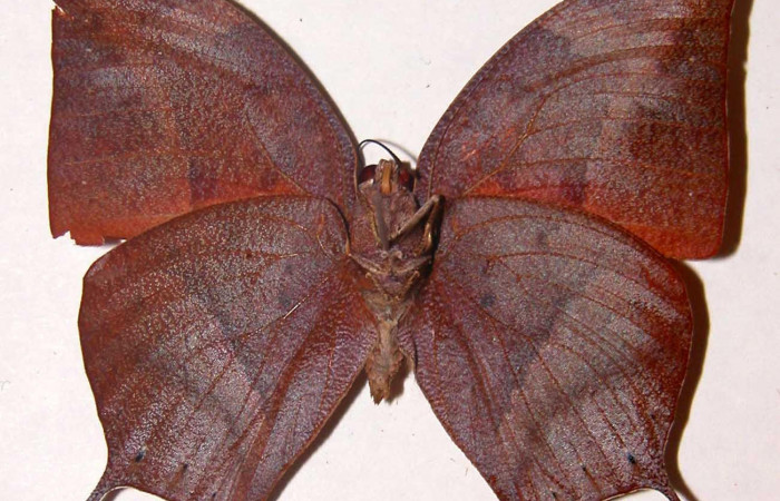 Figura 2. Adulto <i>Fountainea confusa</i></i> (Nymphalidae). Vista ventral, envergadura alar macho 53 mm de longitud. Voucher: 98-SRNP-7914-DHJ33763.