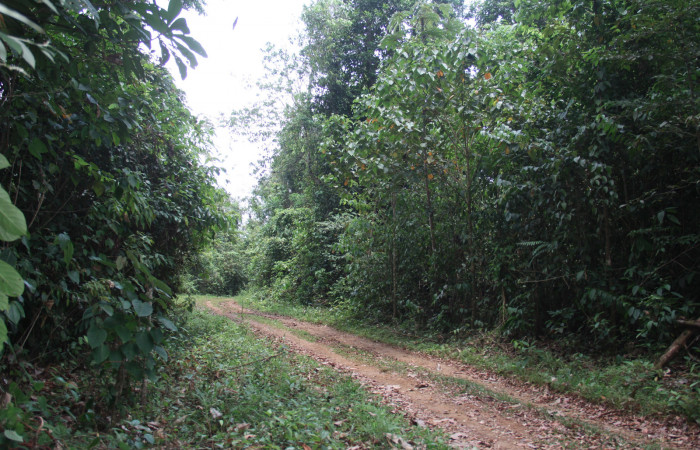 Figura 22. Planta hospedera <i>Croton billbergianus</i></i> (Euphorbiaceae) de <i>Fountainea confusa</i></i> (Nymphalidae), planta de 1 metro de altura, mano izquierda. Foto: Freddy Quesada, 23 Abril 20202.
