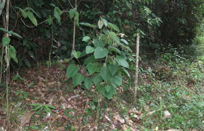 Figura 23. Planta hospedera <i>Croton billbergianus</i></i> (Euphorbiaceae) de <i>Fountainea confusa</i></i> (Nymphalidae), planta de 1 metro de altura. Foto: Freddy Quesada, 23 Abril 20202.
