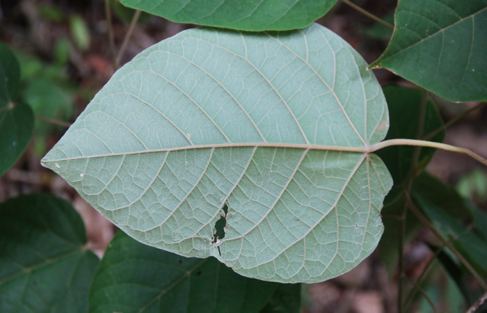 Figura 24. Planta <i>Croton billbergianus</i></i> (Euphorbiaceae) mostrando la hoja por el envés. Foto: Freddy Quesada, 23 Abril 20202.
