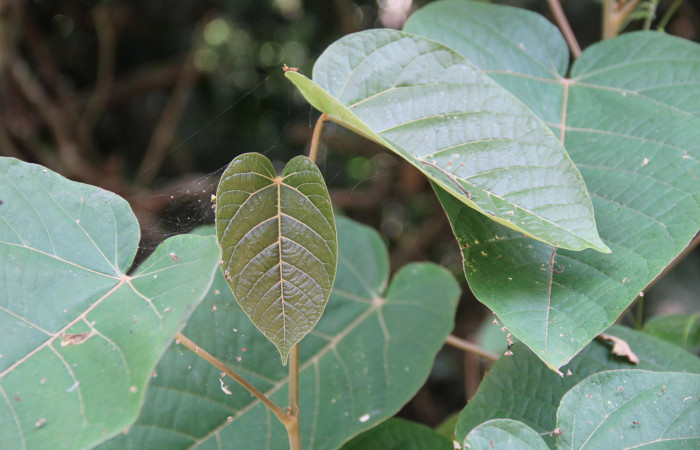 Figura 25. Planta <i>Croton billbergianus</i></i> (Euphorbiaceae) mostrando la hoja nuevas. Foto: Freddy Quesada, 23 Abril 20202.
