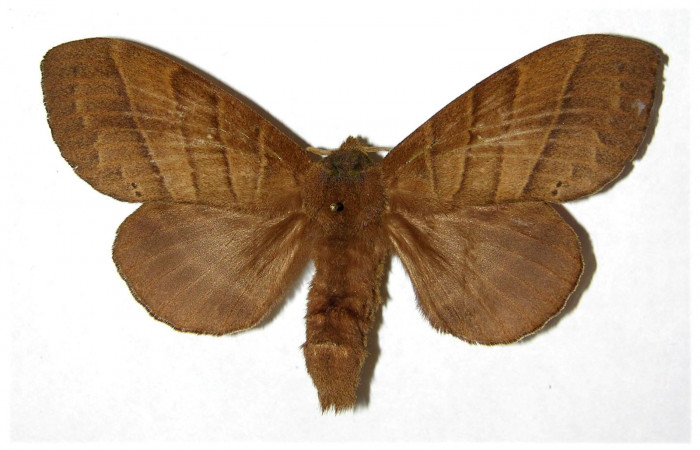 Fig.1. Hembra de<i> Prorifrons antonia</i></i>. En posición dorsal, de 110mm de longitud. Voucher : 05-SRNP-32391-DHJ319366.jpg.