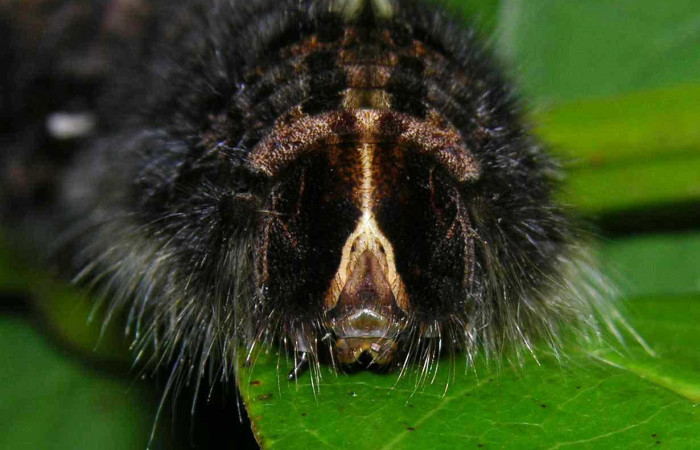 Fig.10. Mostrando cabeza de <i>Prorifrons antonia</i></i>. Voucher : 05-SRNP-32391-DHJ404636.jpg.