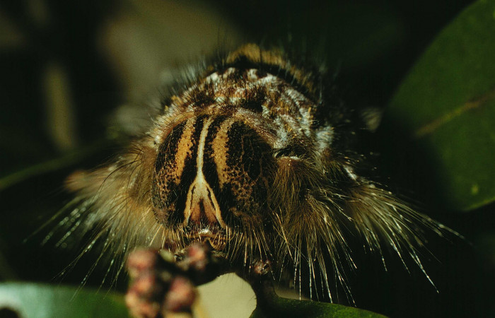 Fig.11. Mostrando cabeza de <i>Prorifrons</i></i> rufescensDHJ02. Voucher : 96-SRNP-372-DHJ27231.jpg.