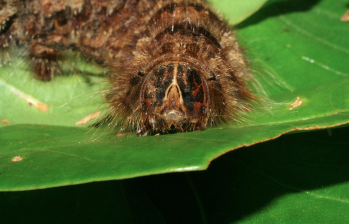 Fig 12. Mostrando cabeza de <i>Prorifrons tremula</i></i>. Voucher :07-SRNP-32601-DHJ421673.jpg.