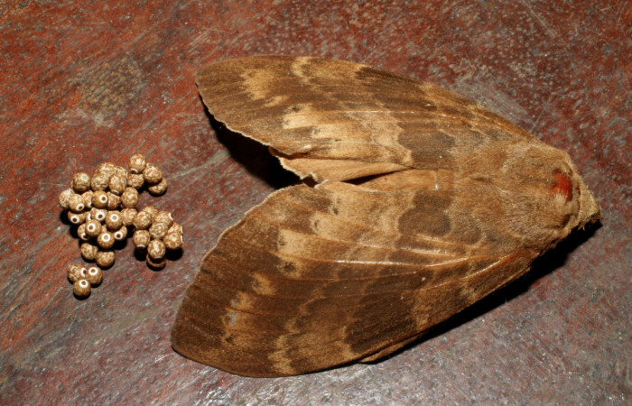 Fig.13. Hembra de <i>Prorifrons tremula</i></i>, con huevos recien puestos. Voucher : 07-SRNP-32636-DHJ426883.jpg.