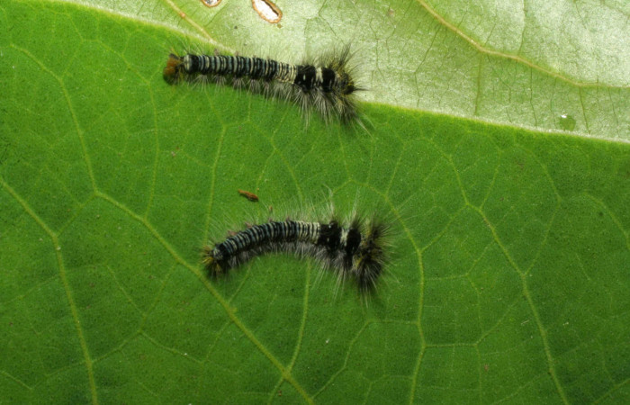 Fig.14. Larvitas de <i>Prorifrons tremula</i></i>, en primer estadio. Voucher : 07-SRNP-33427-DHJ430609.jpg. 9/5/2007 foto