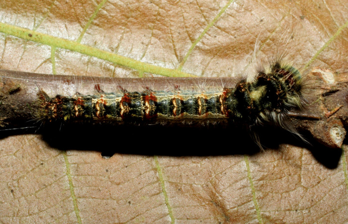 Fig.15. Larva de <i>Prorifrons tremula</i></i>, en tercer estadio. Voucher : 07-SRNP-33427-DHJ430598.jpg. 10/3/2007 foto