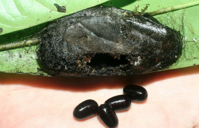 Fig.17.Capullo de <i>Prorifrons antonia</i></i>, con cuatro puparios del parásito <i>Leschenaultia</i></i> Janzen09 (Tachinidae). Voucher : 09-SRNP-32391-DHJ463917.jpg.