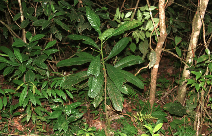 Fig 19. Planta de <i>Vochysia guatemalesis</i></i>, planta hospedera de <i>Prorifrons antonia</i></i>, de pocos centímetros de crecimiento.