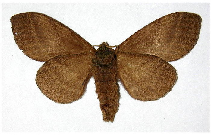 Fig.2. Hembra de <i>Prorifrons antonia</i></i>. En posición ventral. Voucher : 05-SRNP-32391-DHJ319367.jpg.