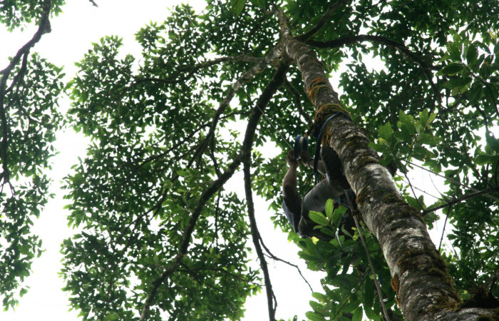 Fig 20. Árbol de <i>Vochysia guatemalesis</i></i>, planta hospedera de <i>Prorifrons antonia</i></i>. Voucher: .07-SRNP-32636-DHJ421701.jpg.