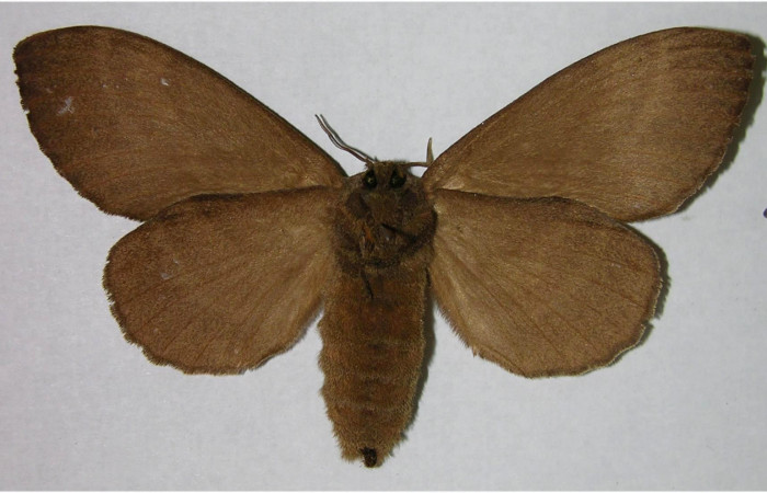 Fig.4. Hembra de<i> Prorifrons tremula</i></i>. En posición ventral. Voucher : 07-SRNP-32601-DHJ376187.jpg.