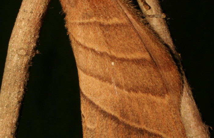 Fig.5. Hembra de <i>Prorifrons antonia</i></i>. En posición dorsal. Voucher : 05-SRNP-32391-DHJ404642.jpg. 