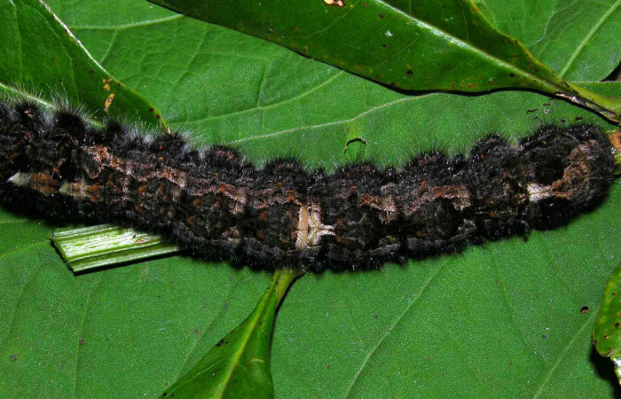 Fig 6. Larva de <i>Prorifrons antonia</i></i>. En posición dorsal, de 112mm de longitud. Voucher : 05-SRNP-32391-DHJ404641.jpg.