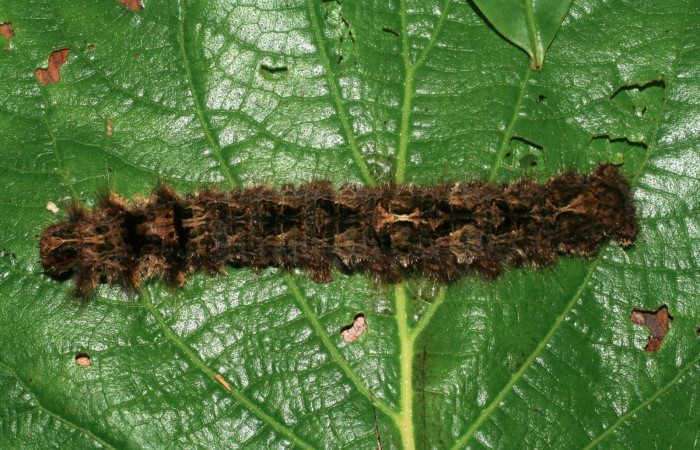 Fig.7. Larva de <i>Prorifrons tremula</i></i>. En posición dorsal, de 120mm de longitud. Voucher : 07-SRNP-32601-DHJ421686.jpg.