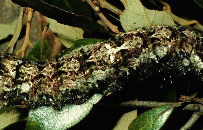 Fig.9. Larva de <i>Prorifrons</i></i> rufescensDHJ02. En posición dorsal. Voucher : 96-SRNP-372-DHJ27229.jpg.
