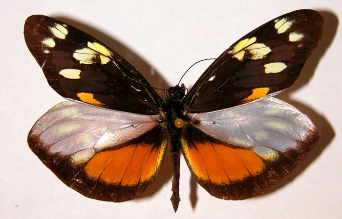 Fig. 1 Vista dorsal del macho <i>Dismorphia desine</i></i> (Pieridae). 99-SRNP-5593-DHJ34532.