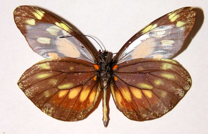 Fig. 2 Vista ventral del macho <i>Dismorphia desine</i></i> (Pieridae). 99-SRNP-5593-DHJ34533.