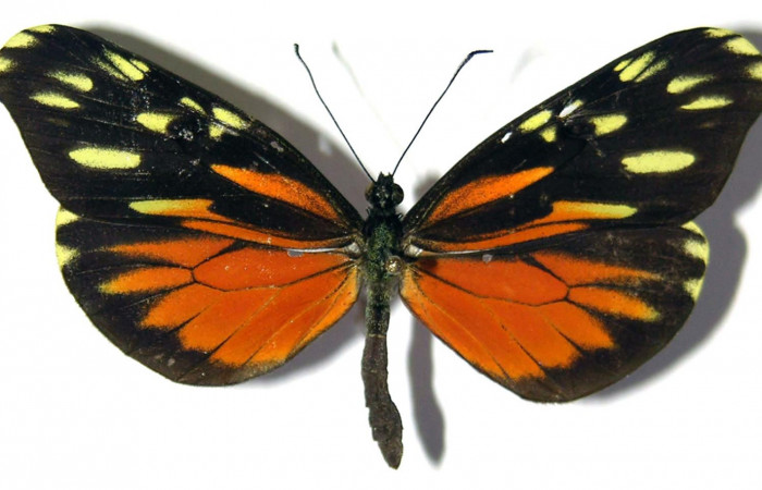 Fig. 3 Vista dorsal de la hembra <i>Dismorphia desine</i></i> (Pieridae). 03-SRNP-23568-DHJ98724.