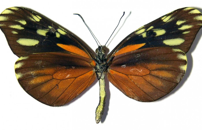 Fig. 4 Vista ventral de la hembra <i>Dismorphia desine</i></i> (Pieridae). 03-SRNP-23568-DHJ98725.