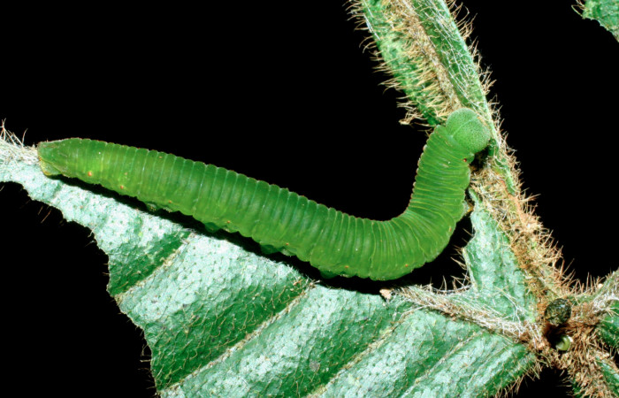 Fig. 5 vista dorso lateral de la oruga de <i>Dismorphia desine</i></i> (Pieridae). Alimentándose de <i>Inga herrerae</i></i> (Fabaceae). Sendero Toma de Agua Sector Cacao; 08 de Junio 2009 (09-SRNP-35822-DHJ455661).