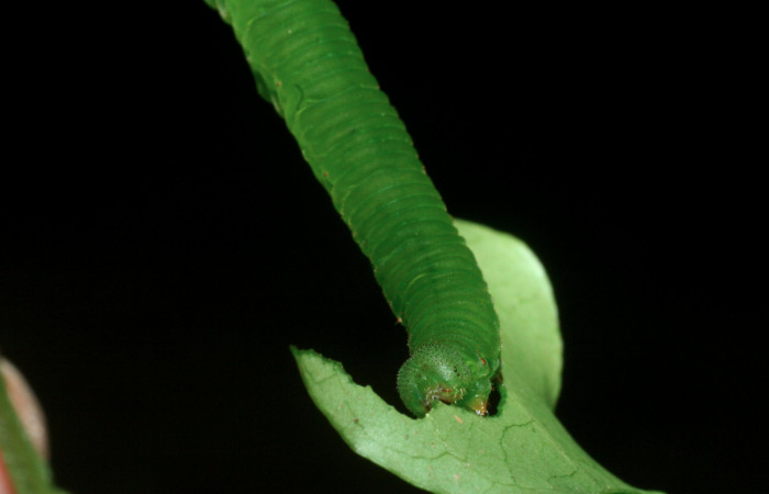 Fig. 6 vista frontal de la oruga de <i>Dismorphia desine</i></i> (Pieridae). Alimentándose de <i>Inga marginata</i></i> (Fabaceae). Sendero Toma de Agua Sector Cacao; 08 de Junio 2009 (09-SRNP-35899-DHJ455753).