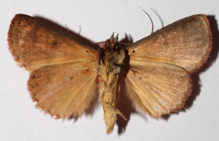 Fig.10  Adulto <i>Antiblemma lothos</i></i>  mostrando la parte ventral. Macho.  Voucher: 15-SRNP-32229-DHJ919137.jpg