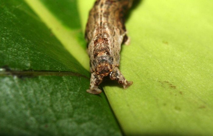 Fig.1 Larva <i>Antiblemma lothos</i></i>  en último estadío mostrando carácter de la familia Erebidae  Voucher: 12-SRNP-71299-DHJ495519.jpg