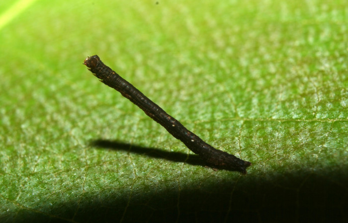Fig.2  Larva <i>Antiblemma lothos</i></i>  en segundo estadío mostrando comportamiento.  Voucher: 12-SRNP-71299-DHJ495508.jpg