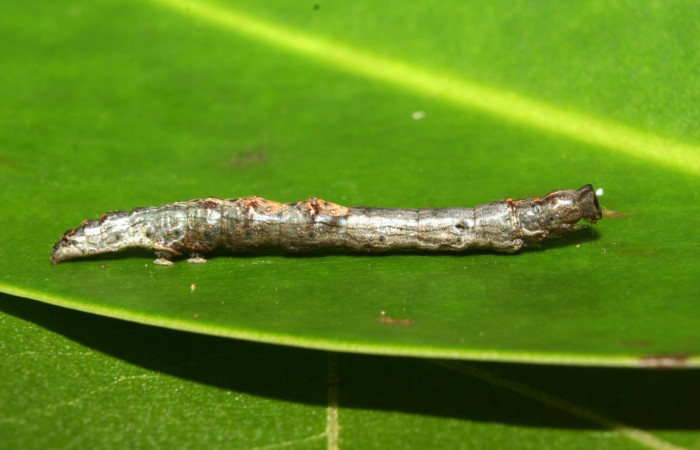 Fig .3  Larva <i>Antiblemma lothos</i></i>  en penúltimo estadío mostrando características de diferentes en cada estadío. Voucher: 12-SRNP-71299-DHJ495512.jpg