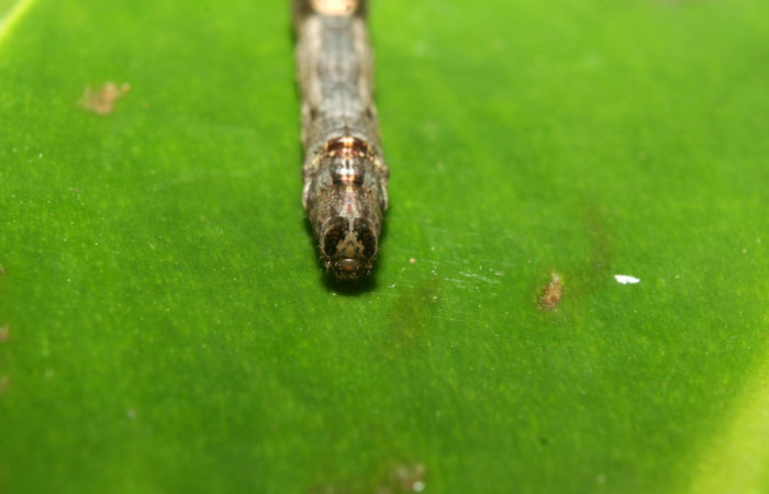 Fig .4  Larva <i>Antiblemma lothos</i></i>  en último estadio mostrando patrón de colores en la parte frontal. Voucher: 12-SRNP-71299-DHJ495517.jpg