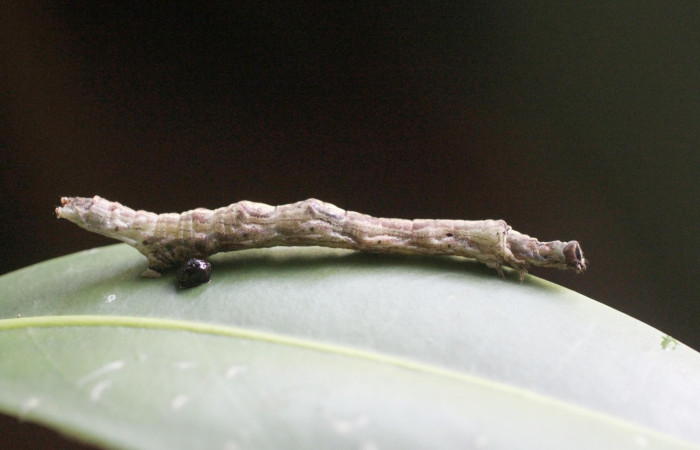 Fig.5 Larva <i>Antiblemma lothos</i></i> en último estadio mostrando parte lateral;  en último estadio mostrando morfología.  Voucher:  14-SRNP-2676-DHJ487489.jpg