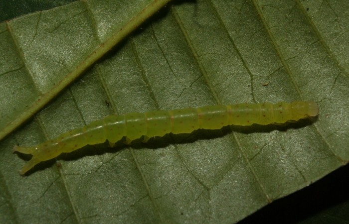 Fig.6  <i>Antiblemma phoenicopyra </i></i>  en último estadío mostrando la parte lateral;  comparación entre especies.  Voucher: 12-SRNP-70521-DHJ495026.jpg