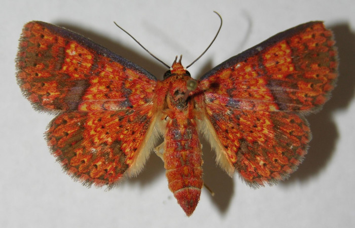 Fig.7  Adulto <i>Antiblemma lothos</i></i>  mostrando la parte dorsal.  Hembra. Voucher:  14-SRNP-2676-DHJ598082.jpg