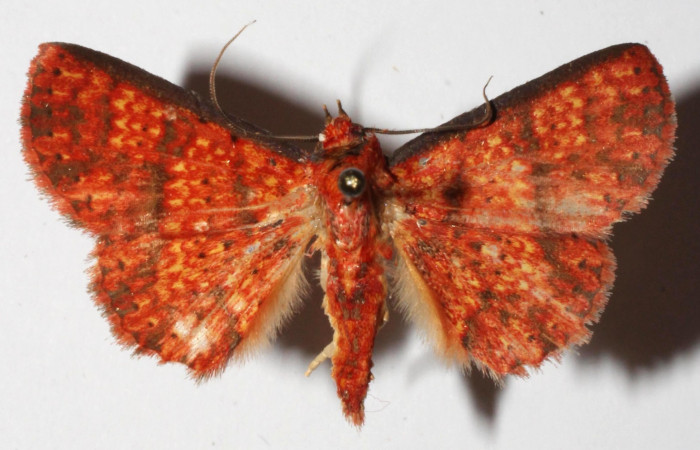 Fig.9  Adulto <i>Antiblemma lothos</i></i>  mostrando la parte dorsal. Macho.  Voucher: 15-SRNP-32229-DHJ919136.jpg