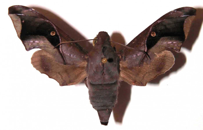 Fig. 01. Adulto de <i>Enyo cavifer</i></i>  (Sphingidae), vista dosal, hembra 53mm de envergadura. Voucher: 98-SRNP-15713-DHJ35820.jpg.
