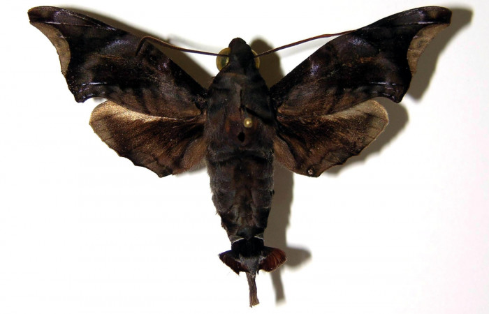 Fig. 03. Adulto de <i>Enyo cavifer</i></i> (Sphingidae), vista dorsal, macho 59mm de envergadura. Voucher: 03-SRNP-22091-DHJ95064.jpg.