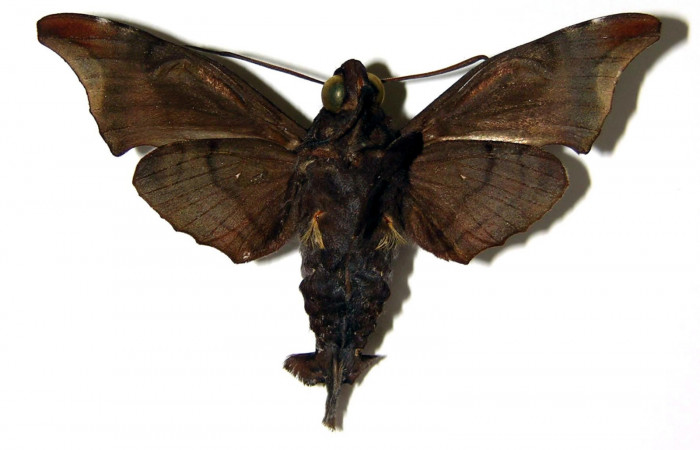 Fig. 04. Adulto de <i>Enyo cavifer</i></i> (Sphingidae), vista ventral, macho 59mm de envergadura. Voucher: 03-SRNP-22091-DHJ95065.jpg.