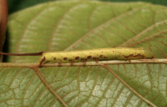 Fig. 05. Larva de <i>Enyo cavifer</i></i> (Sphingidae), tercer estadío, 20mm de longitud.  Vista lateral. Voucher: 14-SRNP-70529-DHJ722232.jpg.