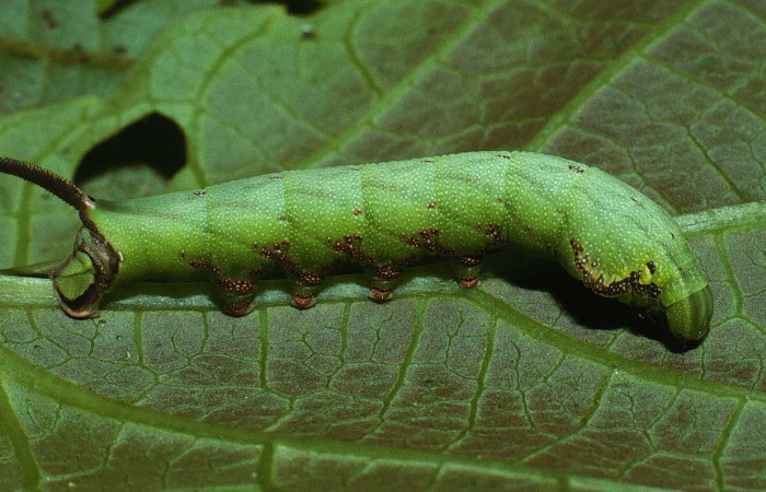 Fig. 06. Larva de <i>Enyo cavifer</i></i> (Sphingidae), vista lateral, penúltimo estadío, 51mm de longitud. Voucher: 03-SRNP-22076-DHJ77554.jpg.