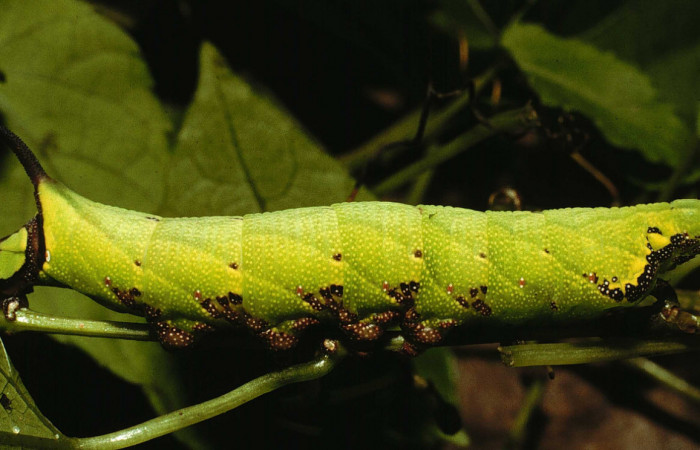 Fig. 08. Larva de <i>Enyo cavifer</i></i> (Sphingidae), último estadío, 50mm de longitud.  Vista lateral. Voucher: 98-SRNP-15713-DHJ47897.jpg.
