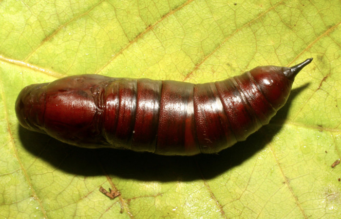 Fig. 09. Pupa de <i>Enyo cavifer</i></i> (Sphingidae), 45mm de longitud.  Vista dorsal. Voucher: 06-SRNP-42280-DHJ414651.jpg.