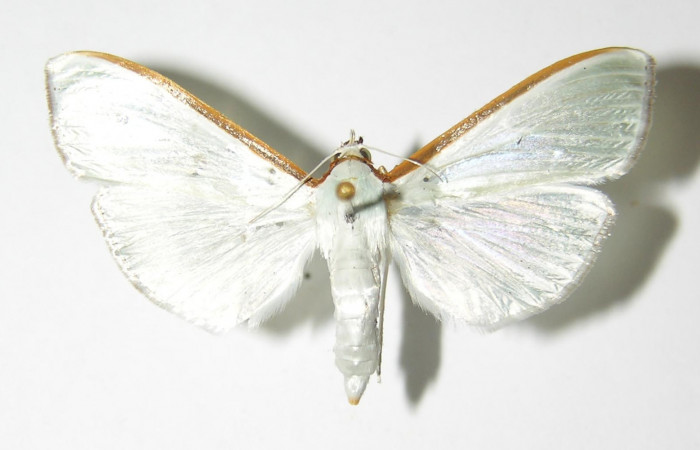 Fig. 4 Adulto <i>Diaphania glauculalis</i></i>. Vista dorsal. Voucher 01-SRNP-6736.1- DHJ333230.jpg