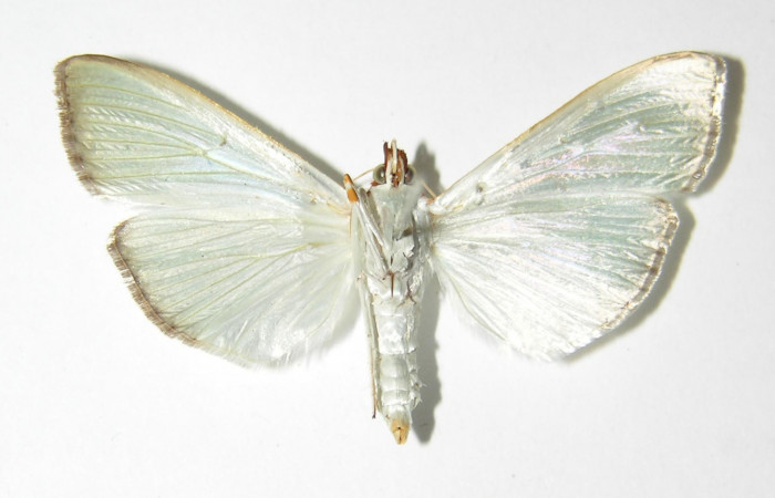  Fig 5. Adulto<i> Diaphania glauculalis</i></i>. Vista ventral. Voucher 01-SRNP-6736.1-DHJ333231.jpg