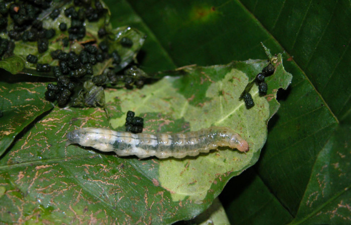 Fig 2. Larva  <i>Diaphania glauculalis</i></i>. Ultimo estadío, Sendero Arenales, planta hospedera <i>Stemmadenia robinsonii</i></i>, (Apocynaceae). Voucher 03-SRNP-23993-DHJ401257.jpg