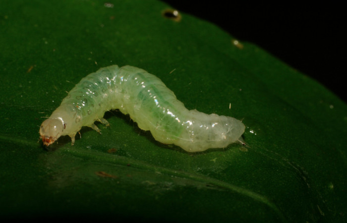 Fig 3. Larva <i>Diaphania glauculalis</i></i>. (Crambidae) penultimo estadío, Sendero perdido, planta hospedera <i>Tabernaemontana alba</i></i> familia (Apocynaceae). Voucher 06-SRNP-166-DHJ409435.jpg.