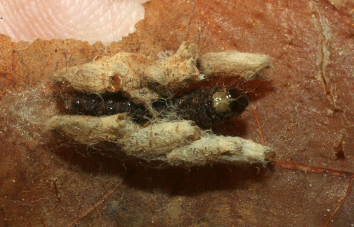 Fig. 8 . Capullos de la especie <i>Hypomicrogaster areolaris</i></i> de familia (Braconidae), pegado a cutícula de la larva <i>Diaphania glauculalis</i></i>. Voucher 08-SRNP-2574-DHJ453188.jpg